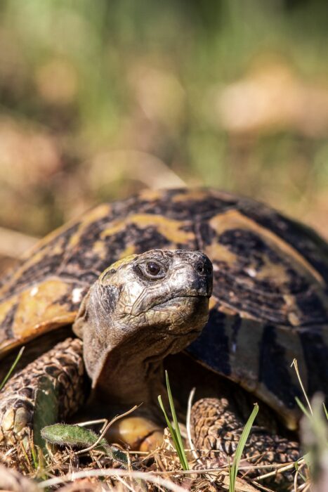 Ferme des Reptiles 